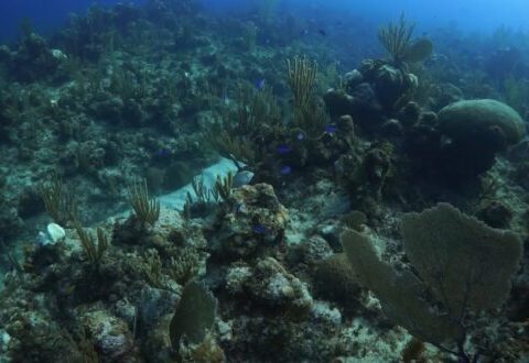 El Área Protegida Laguna de Maya es un hermoso paisaje ubicado en la costa norte de Matanzas, el cual ostenta un refugio de fauna presto a la observación y el disfrute de playas con barreras coralinas.