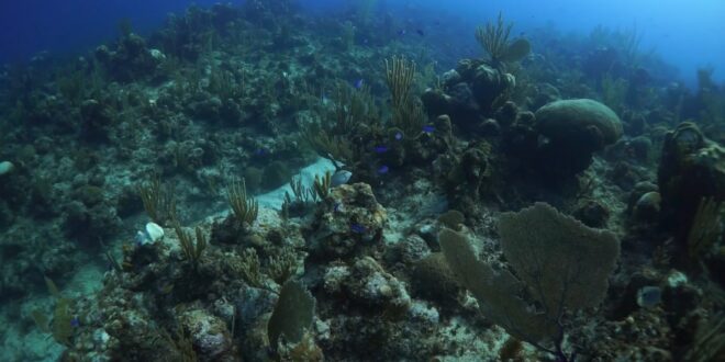 El Área Protegida Laguna de Maya es un hermoso paisaje ubicado en la costa norte de Matanzas, el cual ostenta un refugio de fauna presto a la observación y el disfrute de playas con barreras coralinas.
