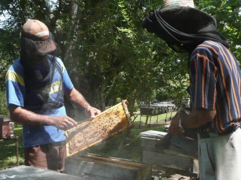 Miel matancera lidera renglones exportables en la provincia