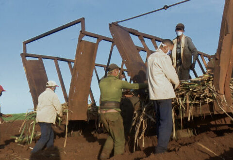 Intensifican la siembra en la Empresa Agroindustrial Azucarera México, de Colón