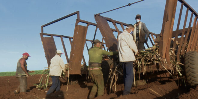 Intensifican la siembra en la Empresa Agroindustrial Azucarera México, de Colón
