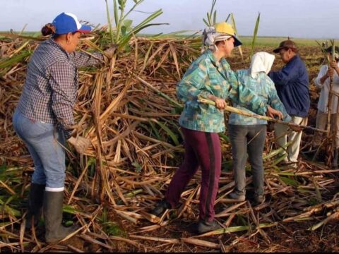 Sector azucarero de Matanzas con mayores compromisos en la siembra de caña