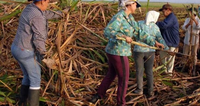 Sector azucarero de Matanzas con mayores compromisos en la siembra de caña