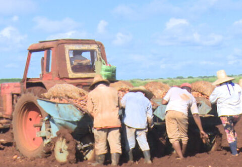 Por la Unidad Básica de Producción Cooperativa Gispert, del municipio de Colón, comenzó en la provincia de Matanzas la Campaña de papa 2021-2022.