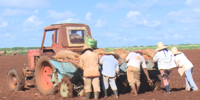 Por la Unidad Básica de Producción Cooperativa Gispert, del municipio de Colón, comenzó en la provincia de Matanzas la Campaña de papa 2021-2022.