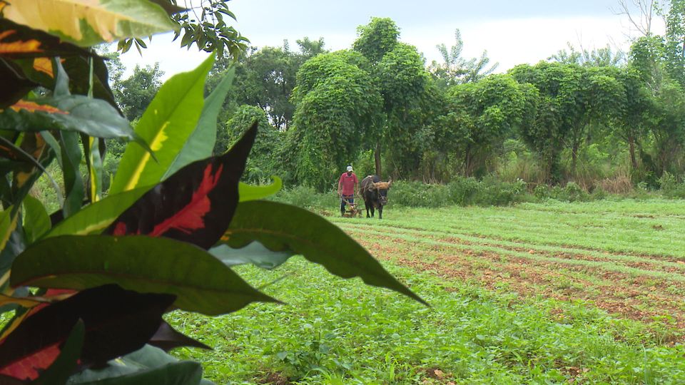 Agricultores en Colón intercambian sobre diversificación y agroecología