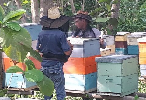Matanceros sobrepasan plan anual de producción de miel de abejas
