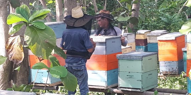Matanceros sobrepasan plan anual de producción de miel de abejas