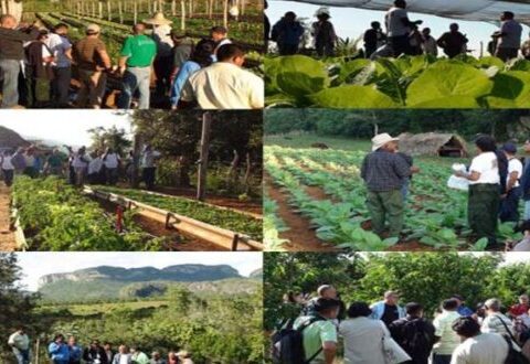 Alcanza 800 millones de dólares proyectos de inversión extranjera en Agricultura