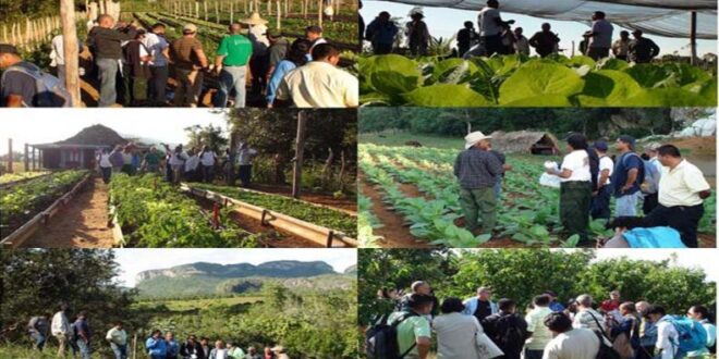 Alcanza 800 millones de dólares proyectos de inversión extranjera en Agricultura