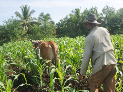 Cuba