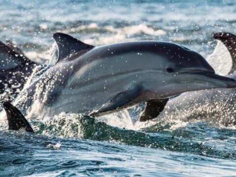 Delfines