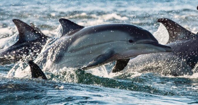 Delfines