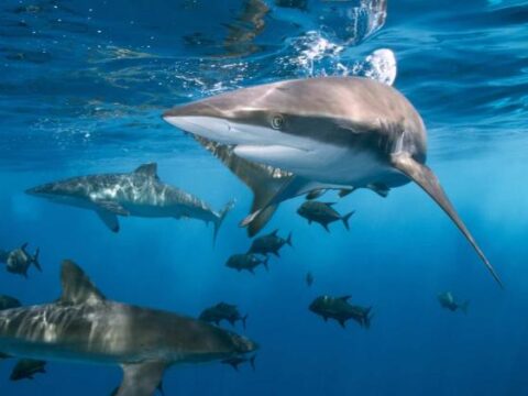 tiburones