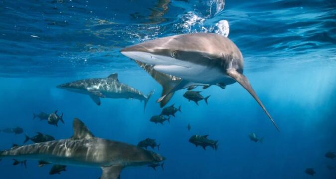 tiburones