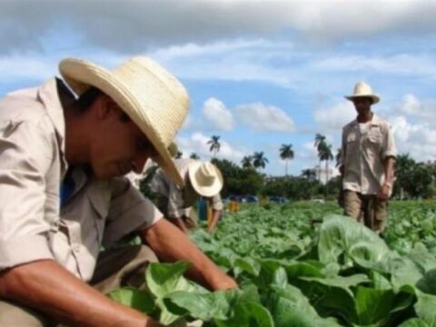 Agricultura-Cuba