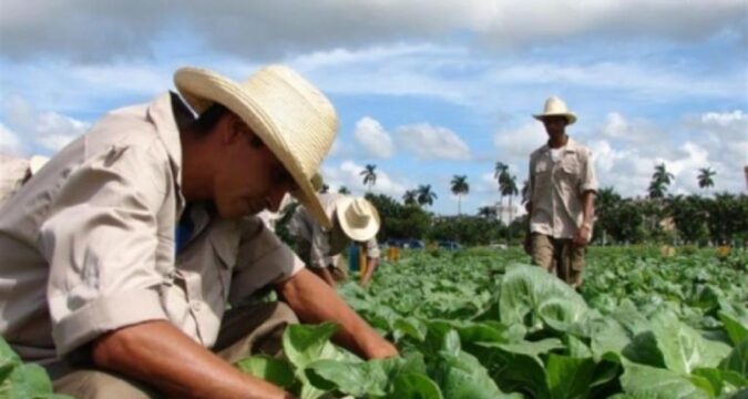 Agricultura-Cuba