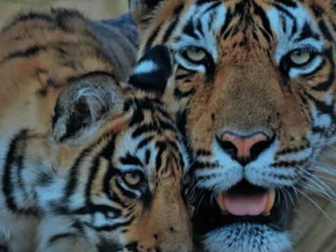 fauna salvaje