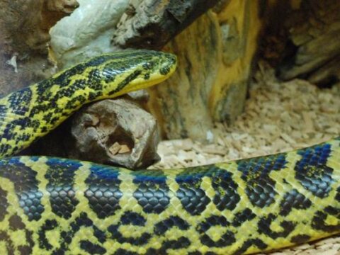 anaconda amarilla