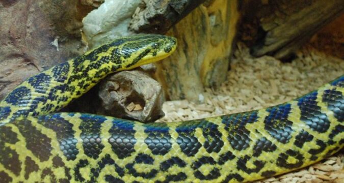 anaconda amarilla