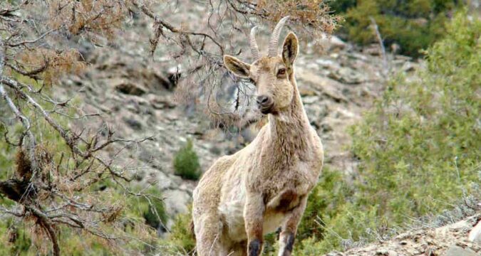 Himalayas-fauna