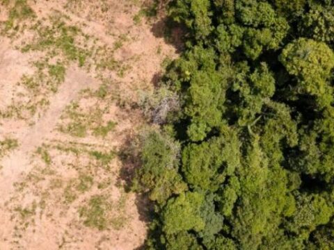desertificacion de los bosques