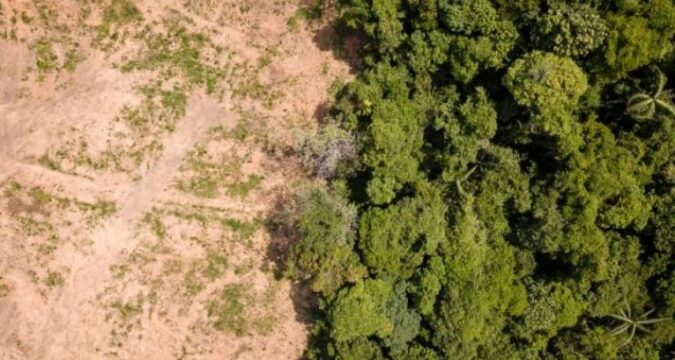 desertificacion de los bosques