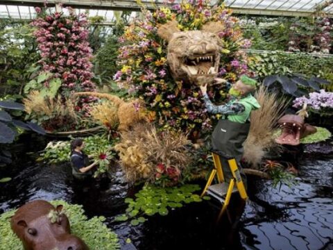 Festival orquideas