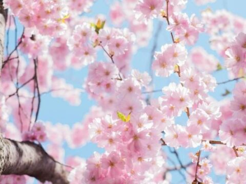 primavera
