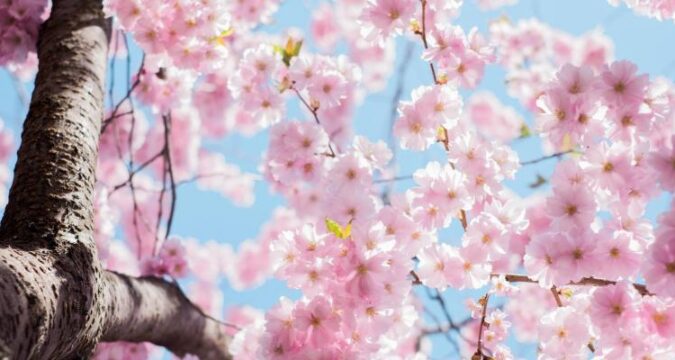 primavera