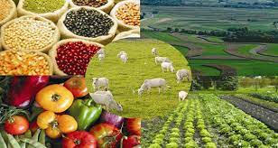 Debate sistemas alimentarios