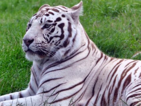 curiosidades-de-animales