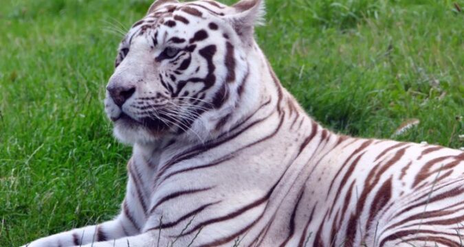 curiosidades-de-animales