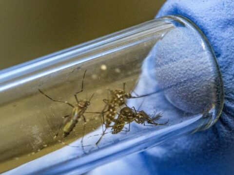 mosquitos_guerra_biologica