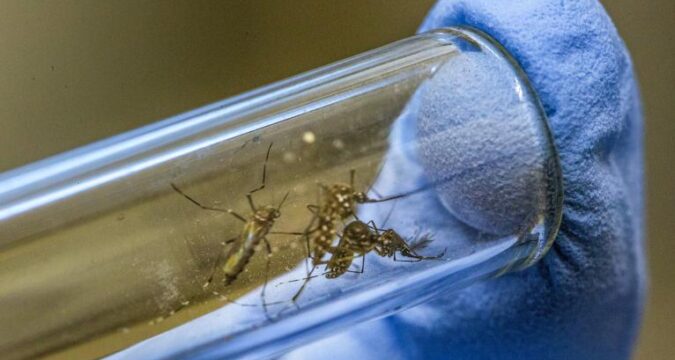mosquitos_guerra_biologica