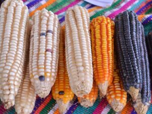 Reverencia al maíz en Guatemala, legado y base de la gastronomía