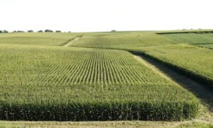 China logra un nuevo récord en producción de granos durante 2025