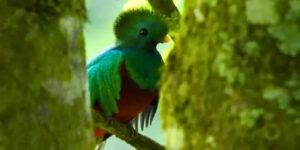 Día Nacional del Quetzal, Guatemala honrará a su ave símbolo