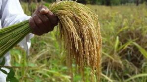 Elogia vicepresidente de Cuba producción de arroz nacional